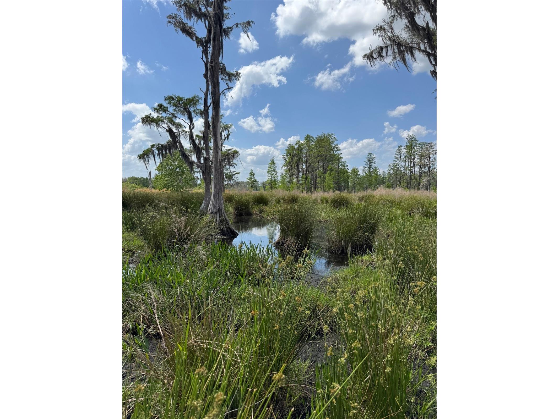 8335 Florida Boys Ranch Road Groveland FL 34736 - PINE ISLAND LAKE O6377644 image9
