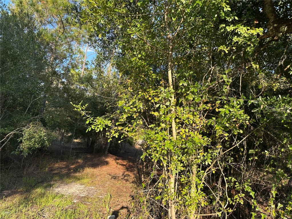 8338 Hardstone Drive Webster FL 33597 OM709669 image4