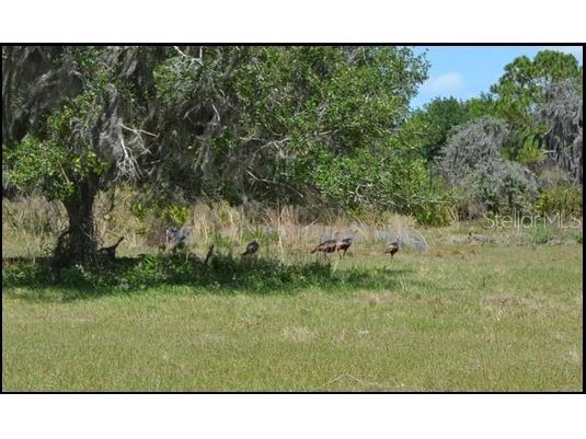 834 Logue Road Myakka City FL 34251 C7522168 image5