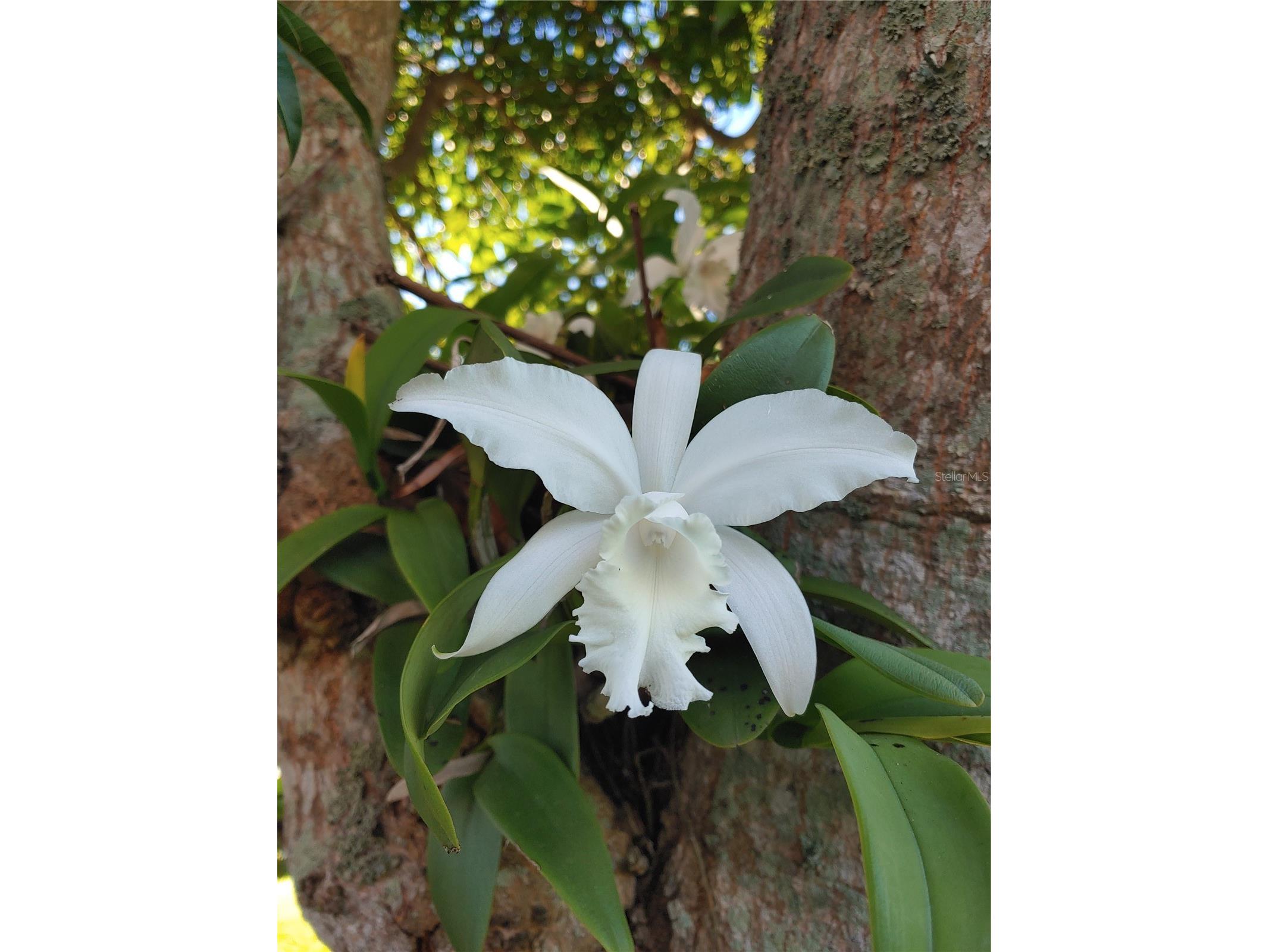 834 Springwood Circle Bradenton FL 34212 A4653084 image44