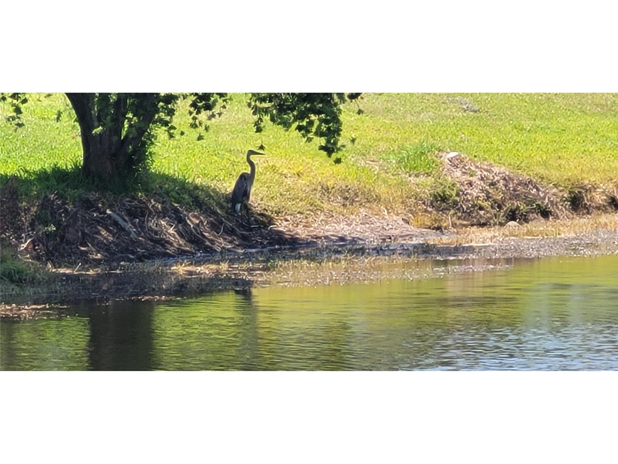 834 Tremont Greens Lane #137 Sun City Center FL 33573 TB8469111 image31