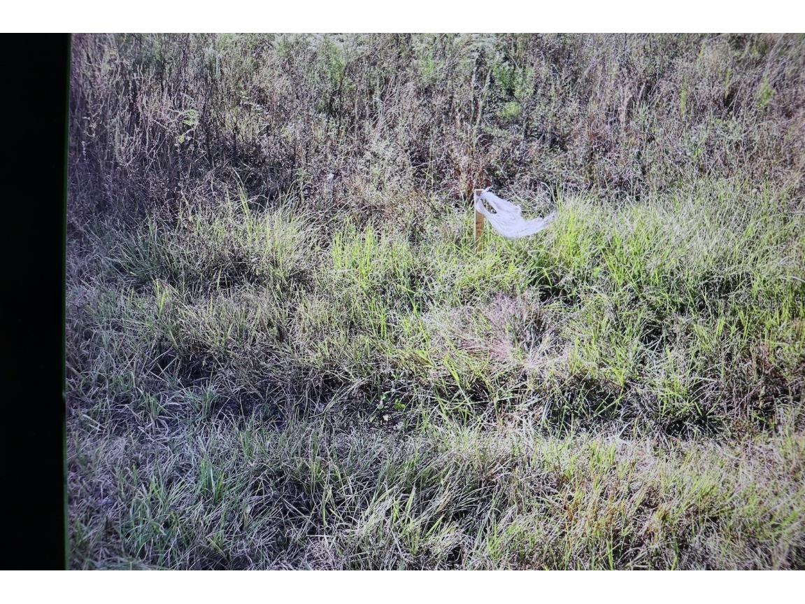 8342 W Catrina Lane Crystal River FL 34428 W7850236 image1