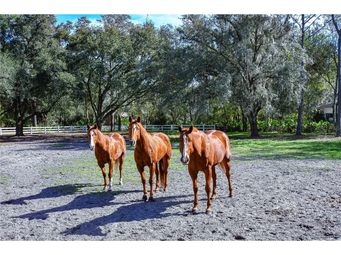 8345 Shenandoah Run Wesley Chapel FL 33544 TB8436749 image47