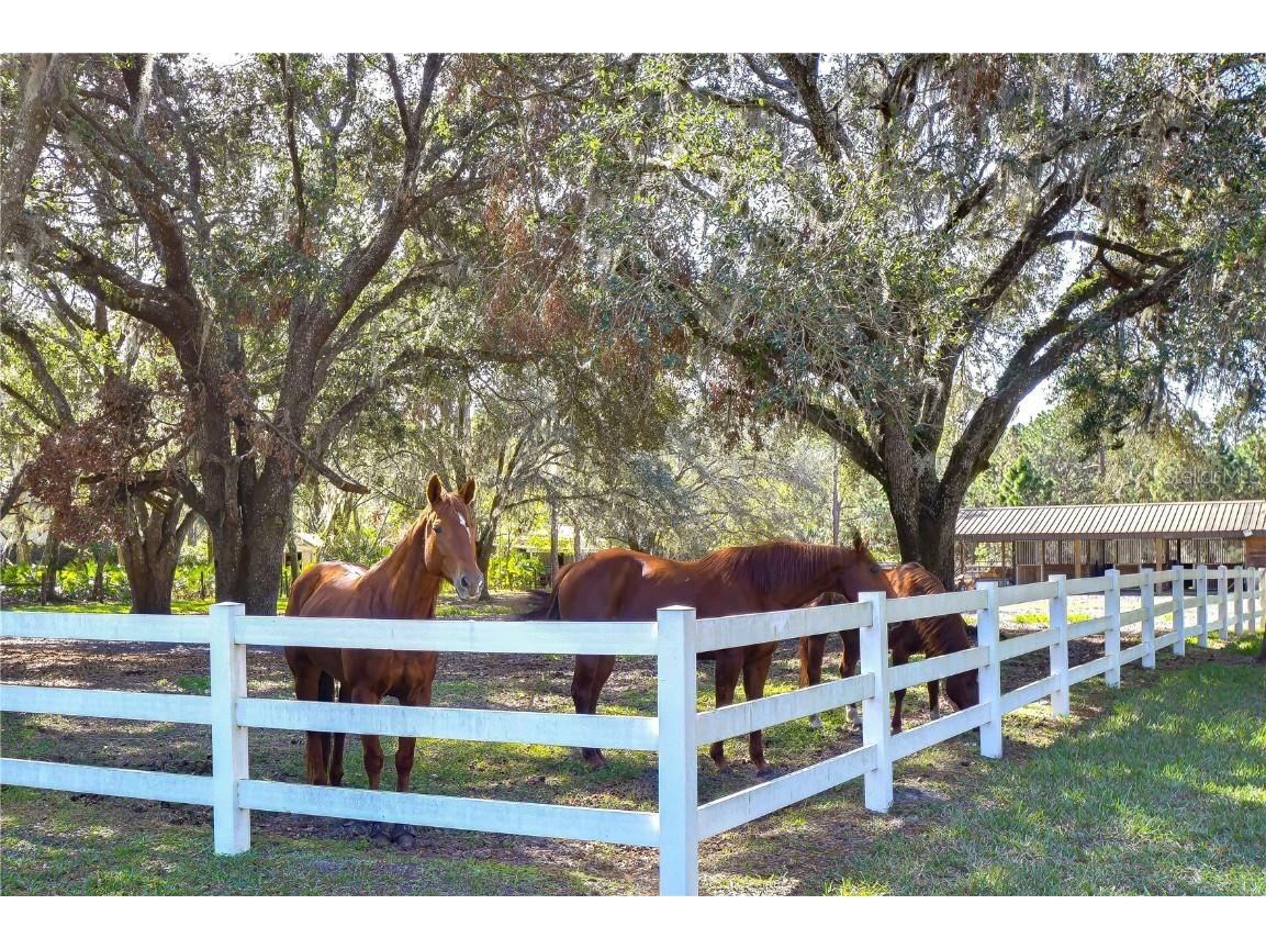 8345 Shenandoah Run Wesley Chapel FL 33544 TB8436749 image49