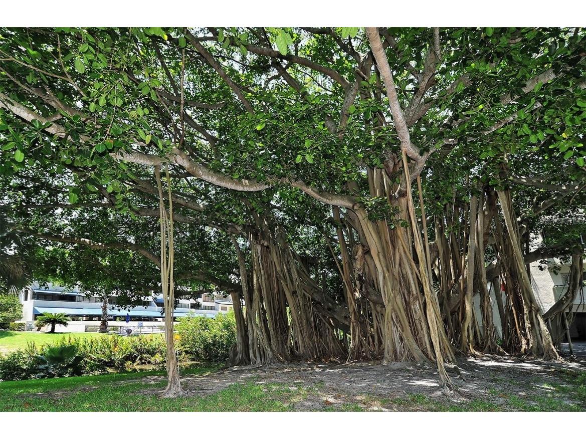 835 S Osprey Avenue #201 Sarasota FL 34236 A4676244 image41