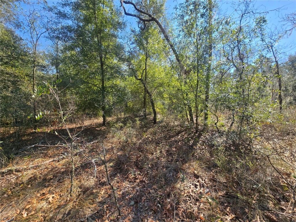 8365 N Ibsen Drive Citrus Springs FL 34433 OM696019 image10