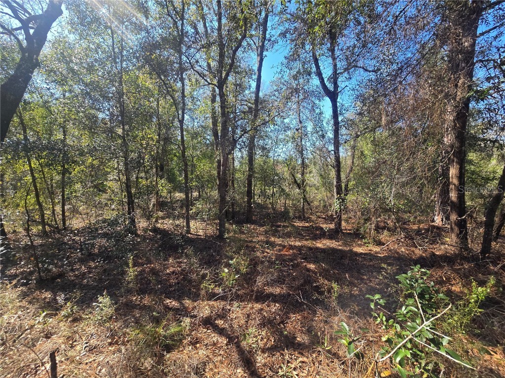 8365 N Ibsen Drive Citrus Springs FL 34433 OM696019 image6