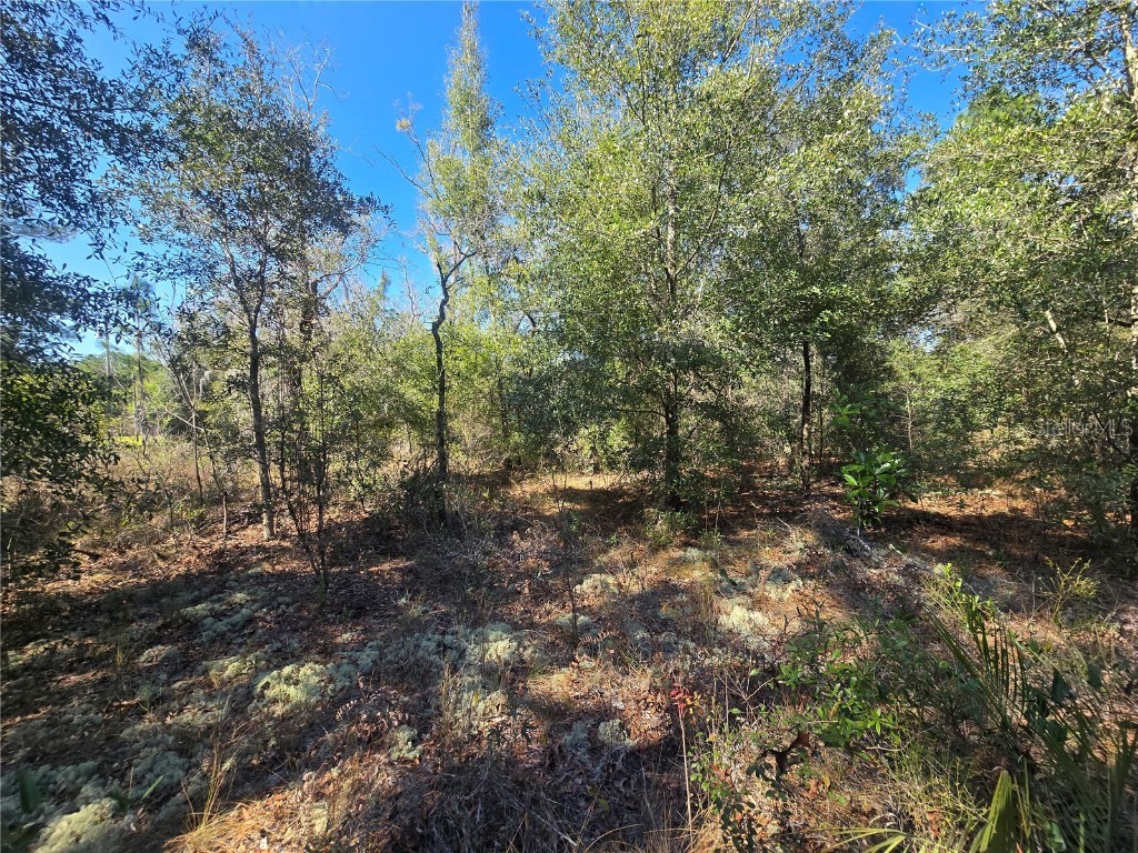 8365 N Ibsen Drive Citrus Springs FL 34433 OM696019 image7