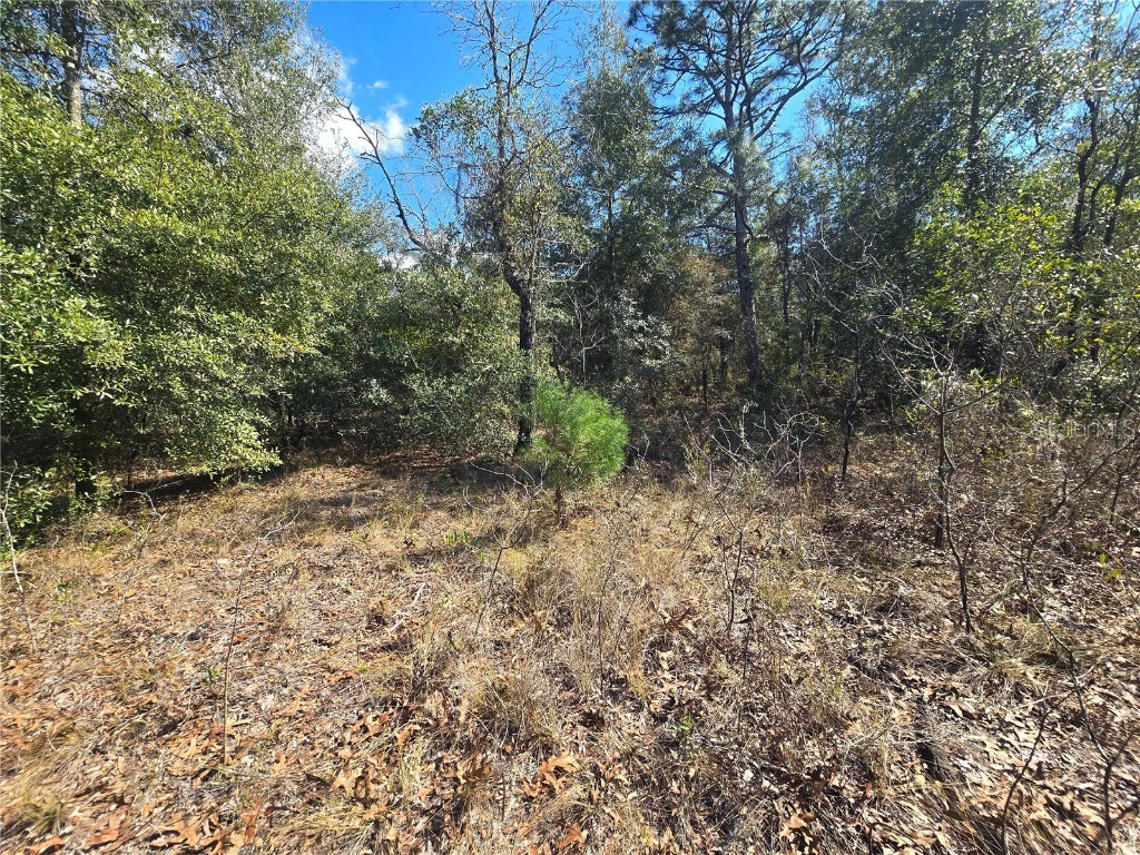 8365 N Ibsen Drive Citrus Springs FL 34433 OM696019 image9