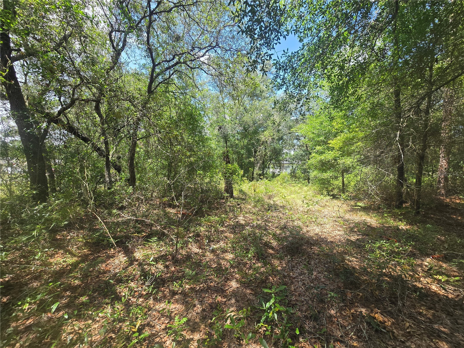 8365 N Ibsen Drive Citrus Springs FL 34433 OM726804 image10