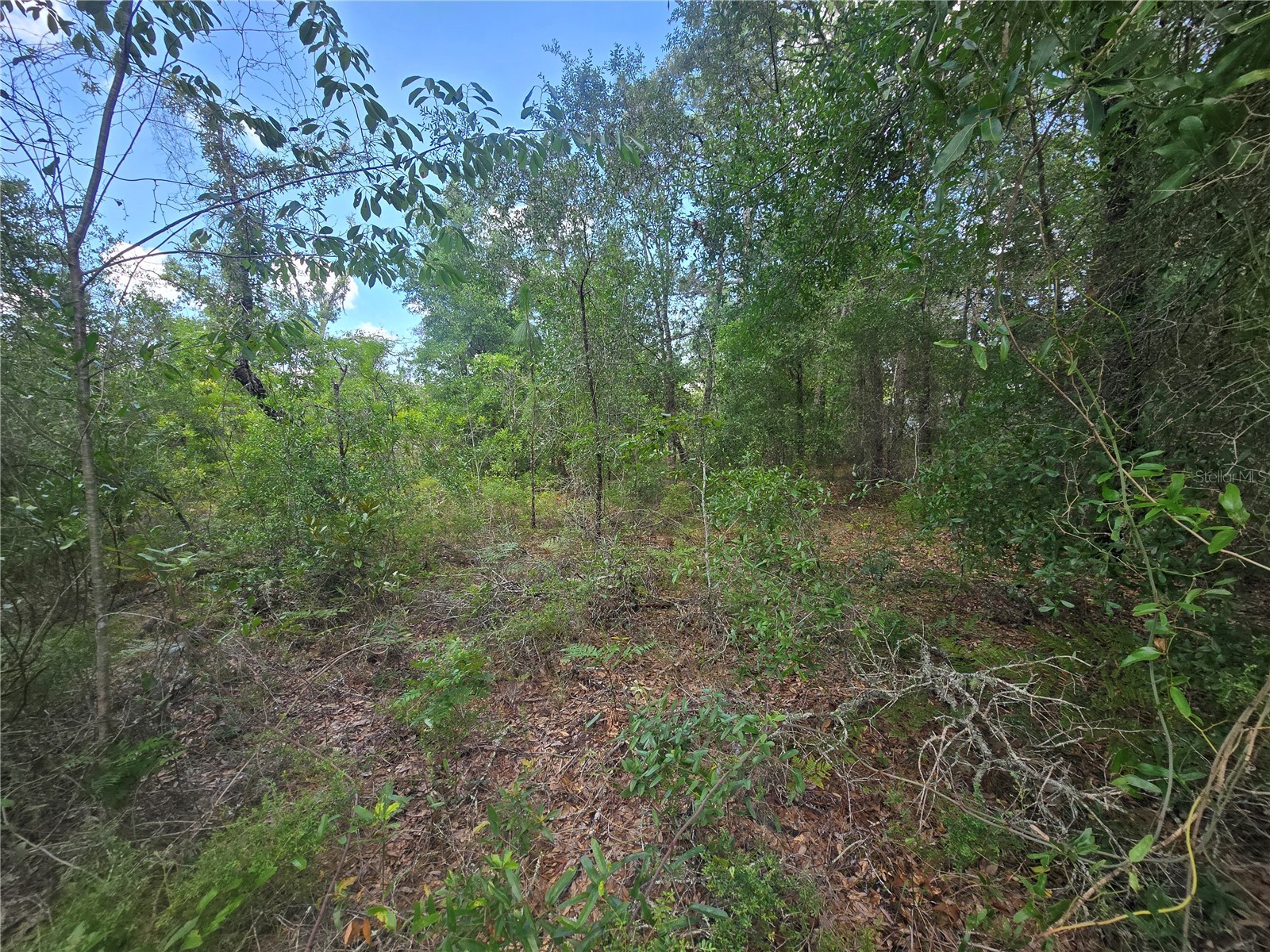 8365 N Ibsen Drive Citrus Springs FL 34433 OM726804 image5