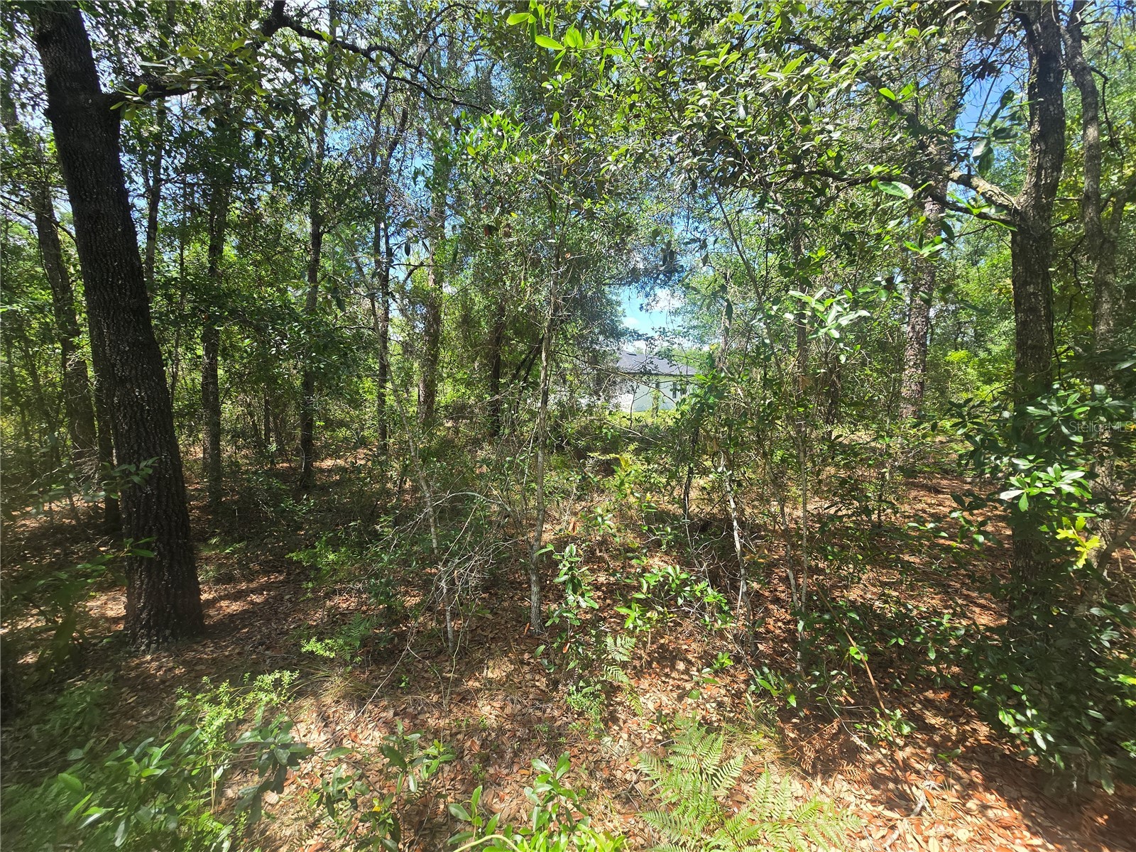8365 N Ibsen Drive Citrus Springs FL 34433 OM726804 image7