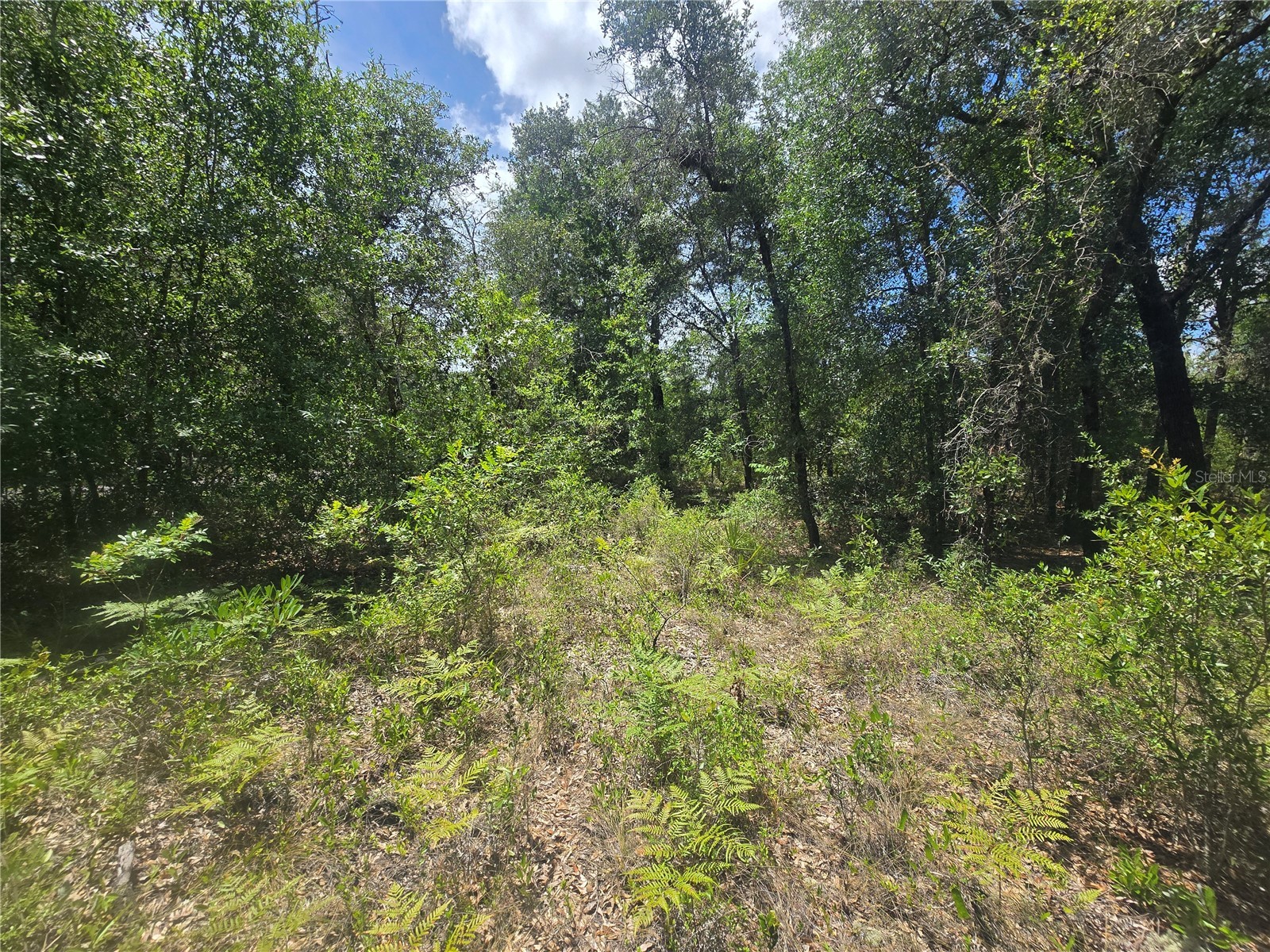 8365 N Ibsen Drive Citrus Springs FL 34433 OM726804 image9