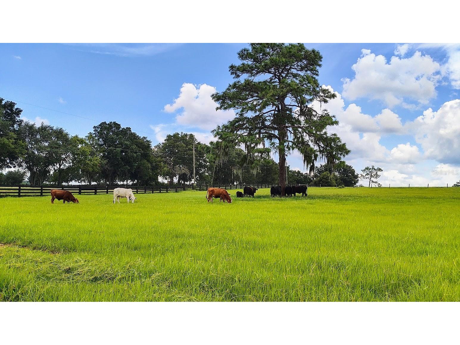 8385 S Pleasant Grove Road Inverness FL 34452 TB8469513 image3