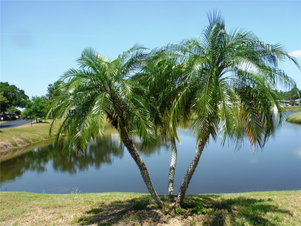 84 Cottagewood Drive #35 Safety Harbor FL 34695 - DOVE LAKE TB8379257 image1