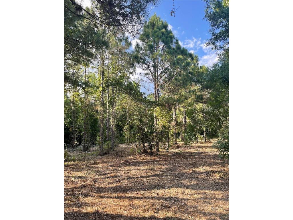 8401 Amelia Trail Kissimmee FL 34747 O6369754 image2