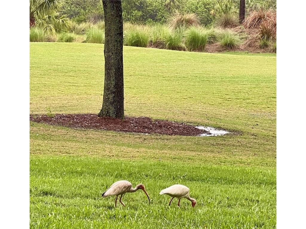 8403 Grand Estuary Trail #102 Bradenton FL 34212 A4652763 image3