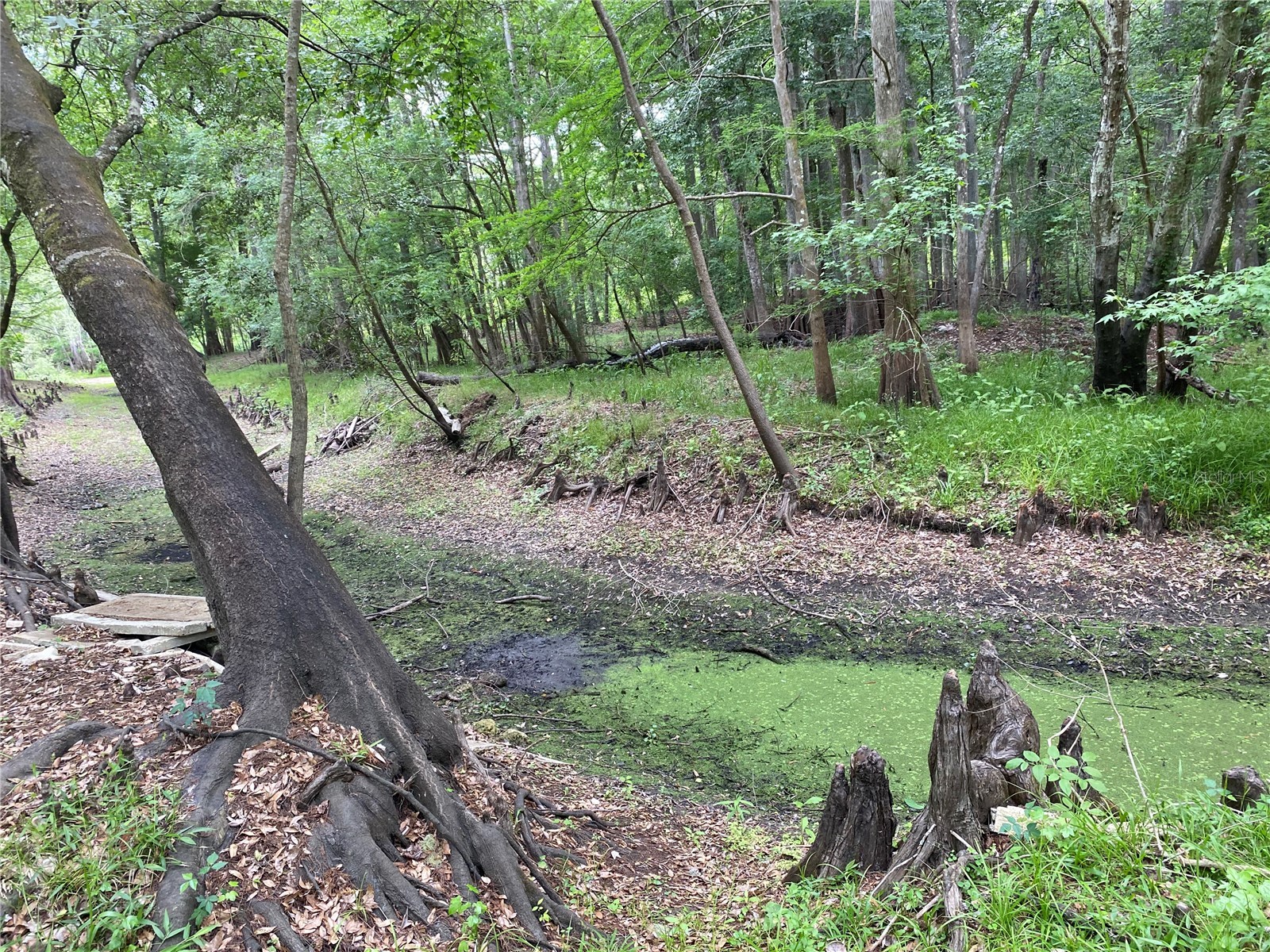 8412 Cr 647 Bushnell FL 33513 - WITHLACOOCHEE RIVER G5099791 image5