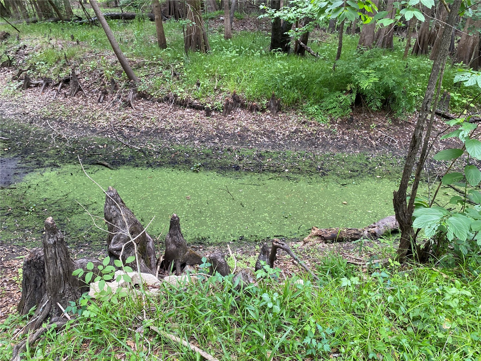 8412 Cr 647 Bushnell FL 33513 - WITHLACOOCHEE RIVER G5099791 image6