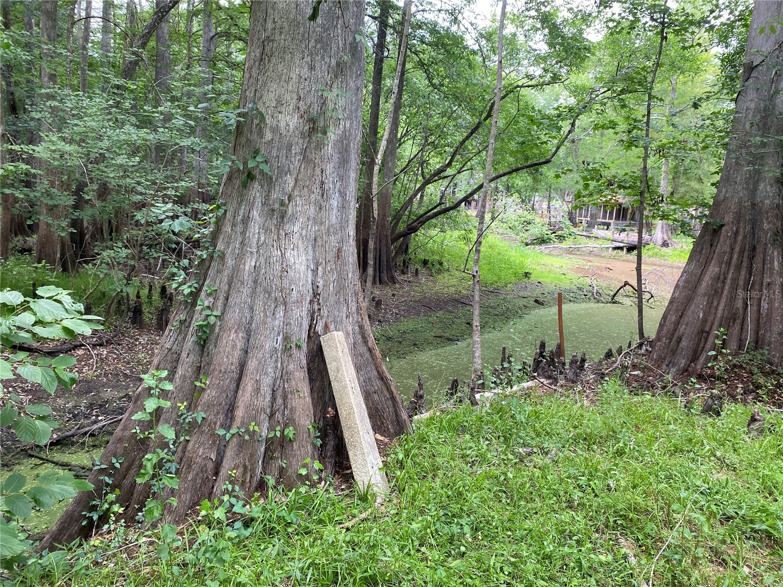 8412 Cr 647 Bushnell FL 33513 - WITHLACOOCHEE RIVER G5099791 image7