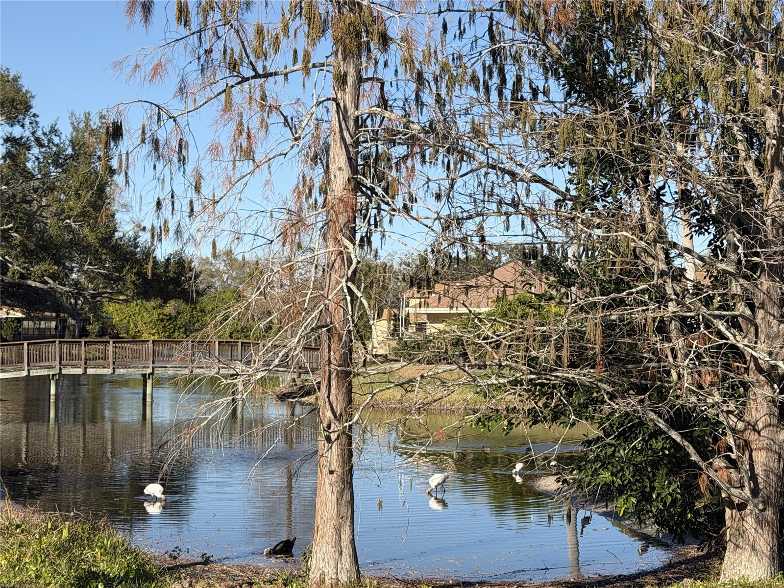 8414 17th Street N Saint Petersburg FL 33702 TB8479482 image36