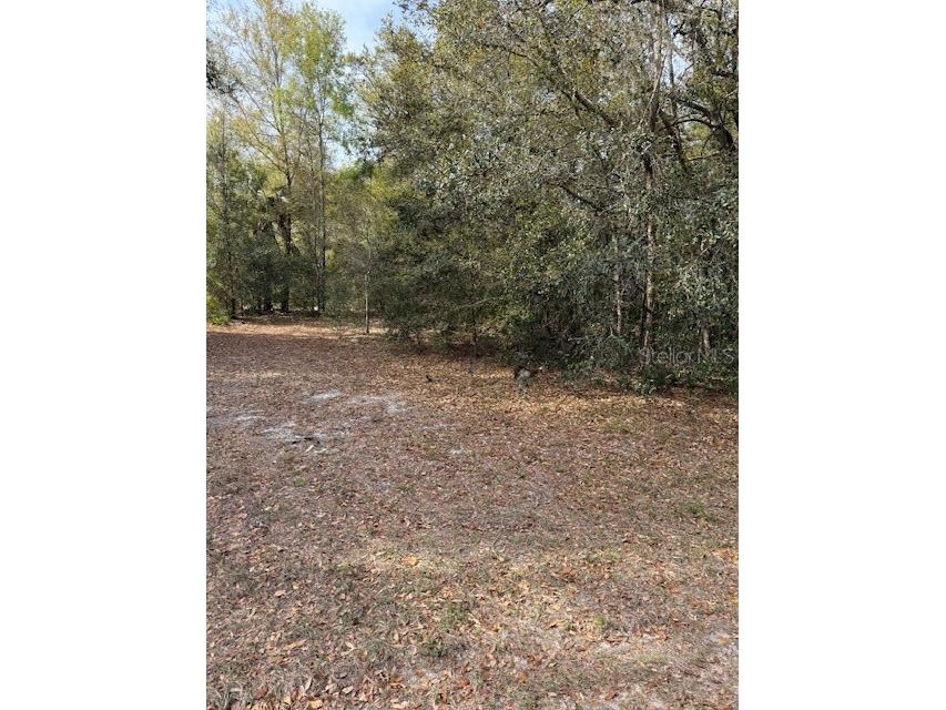 8414 W Gayle Lane Crystal River FL 34428 OM697823 image1