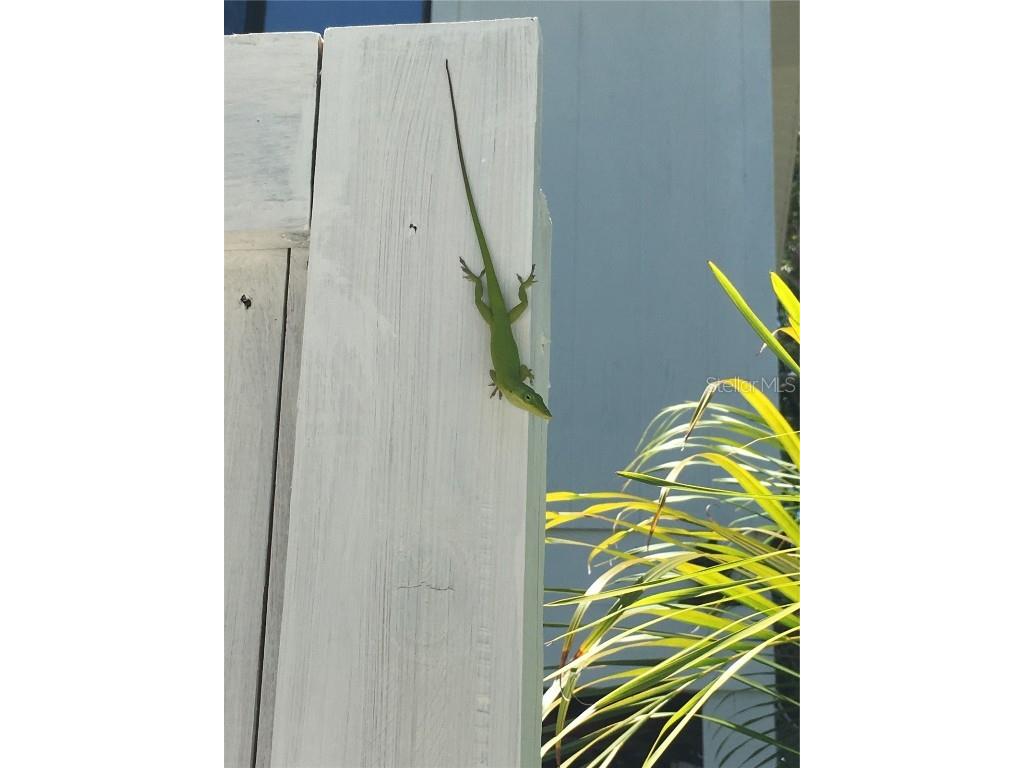 8438 Little Gasparilla Island Placida FL 33946 D6141779 image18