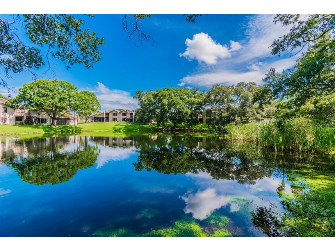 844 Park Court Palm Harbor FL 34683 W7879963 image60