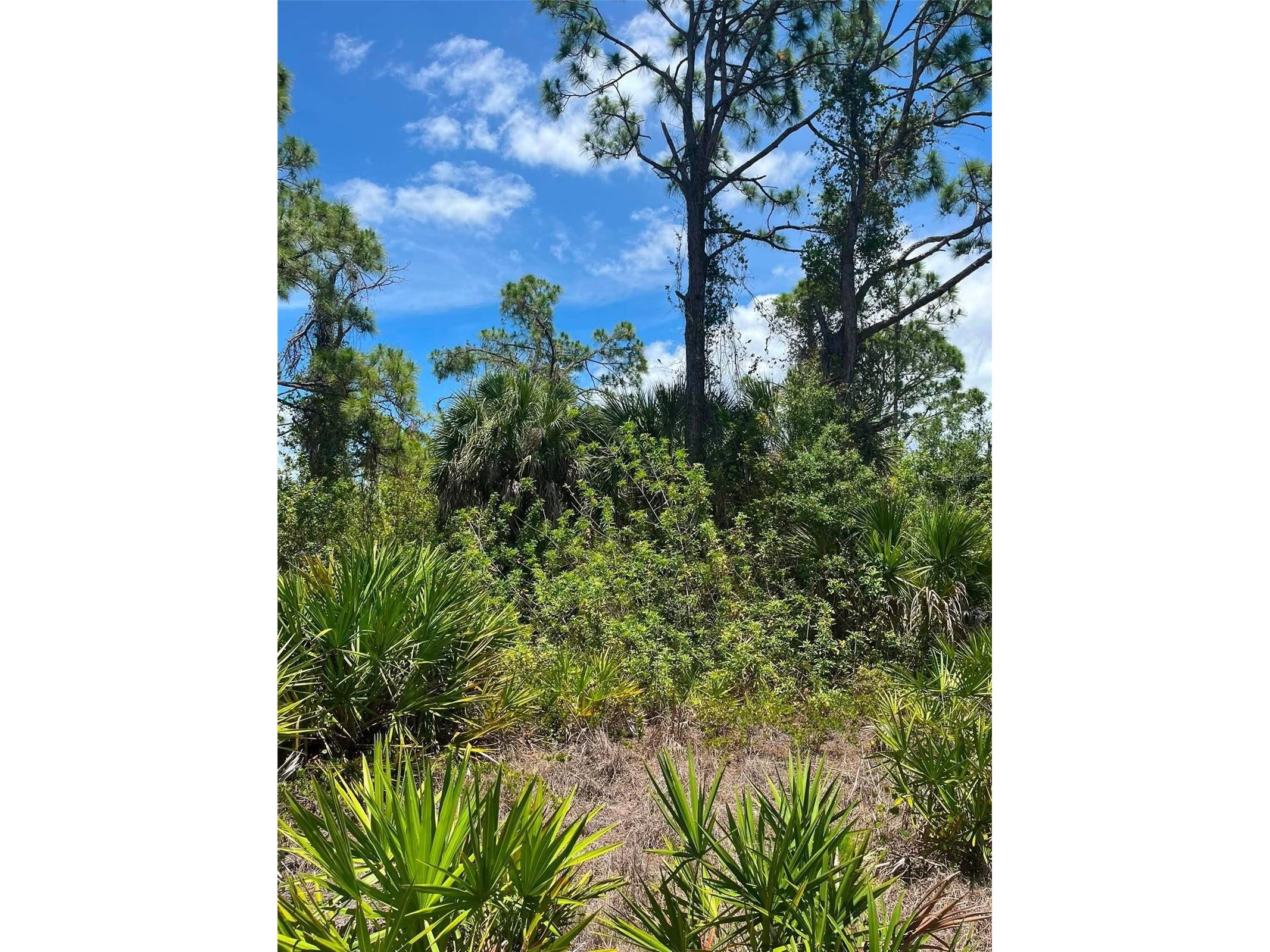 8448 Matecumbe Road Port Charlotte FL 33981 O6416338 image5