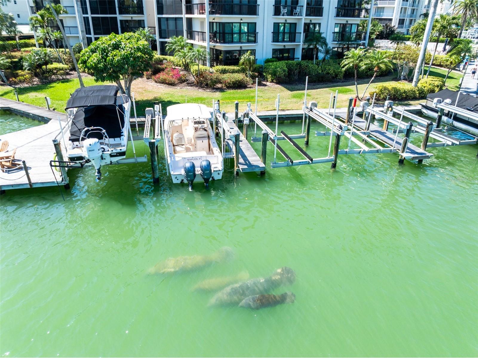 845 Collier Court #306 Marco Island FL 34145 O6389731 image15