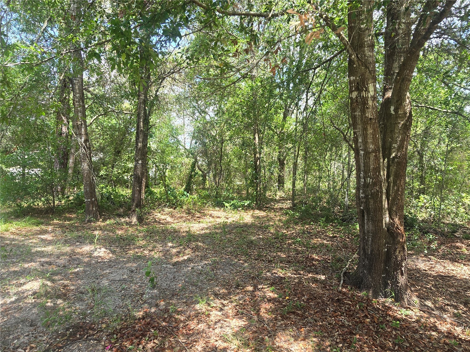 8467 N Empire Avenue Citrus Springs FL 34433 OM726803 image11