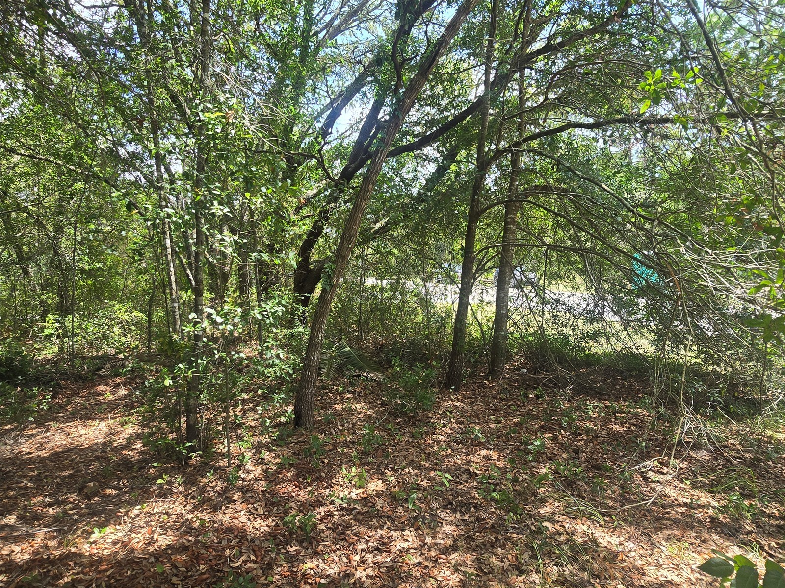 8467 N Empire Avenue Citrus Springs FL 34433 OM726803 image12