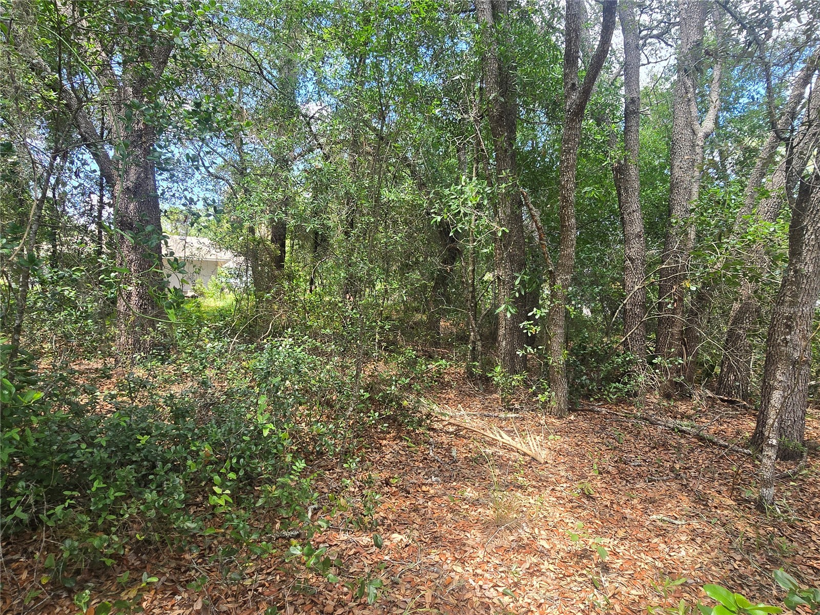 8467 N Empire Avenue Citrus Springs FL 34433 OM726803 image6