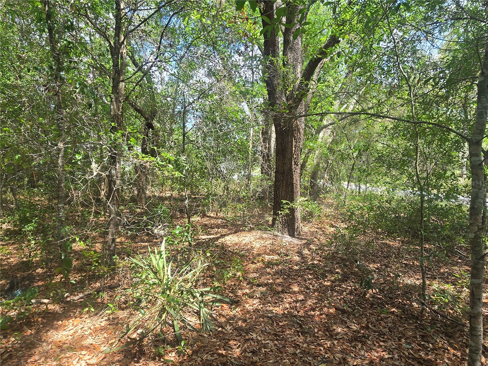 8467 N Empire Avenue Citrus Springs FL 34433 OM726803 image9