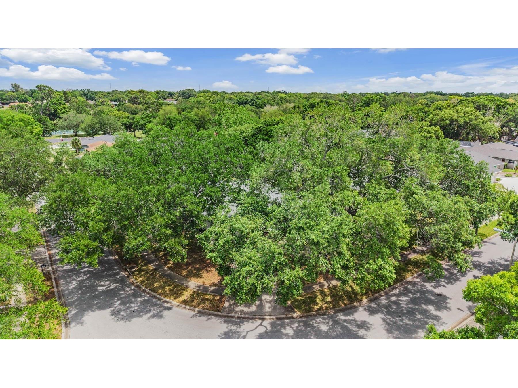 848 Hillside Drive Palm Harbor FL 34683 TB8501725 image55