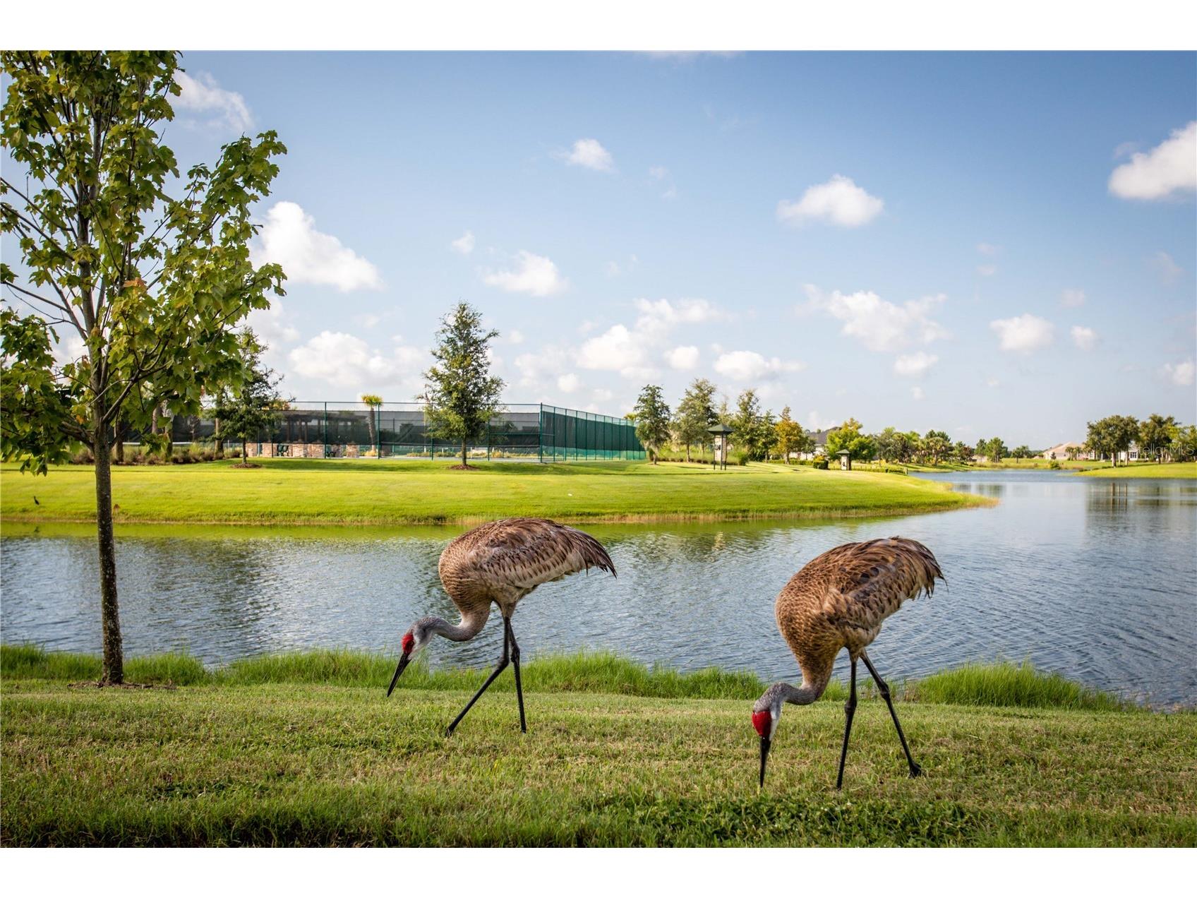 8492 Hartford Way Mount Dora FL 32757 G5111232 image40