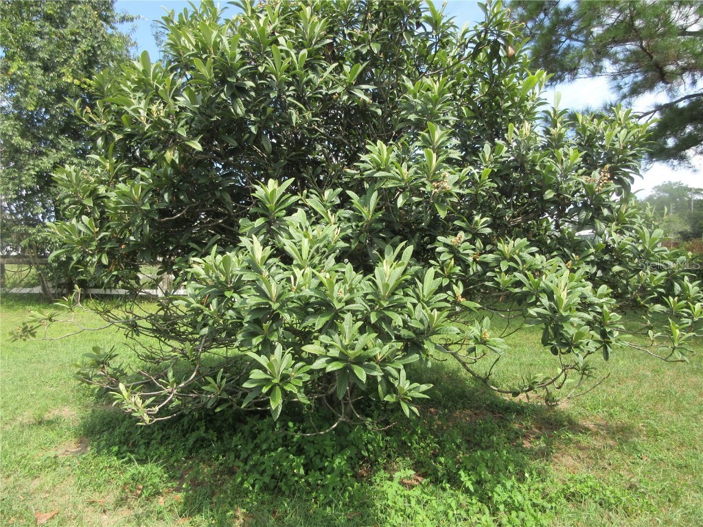 8500 NE 41st Court Anthony FL 32617 OM713024 image92