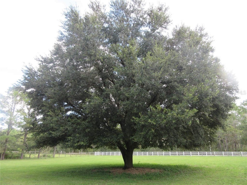 8500 NE 41st Court Anthony FL 32617 OM713024 image98