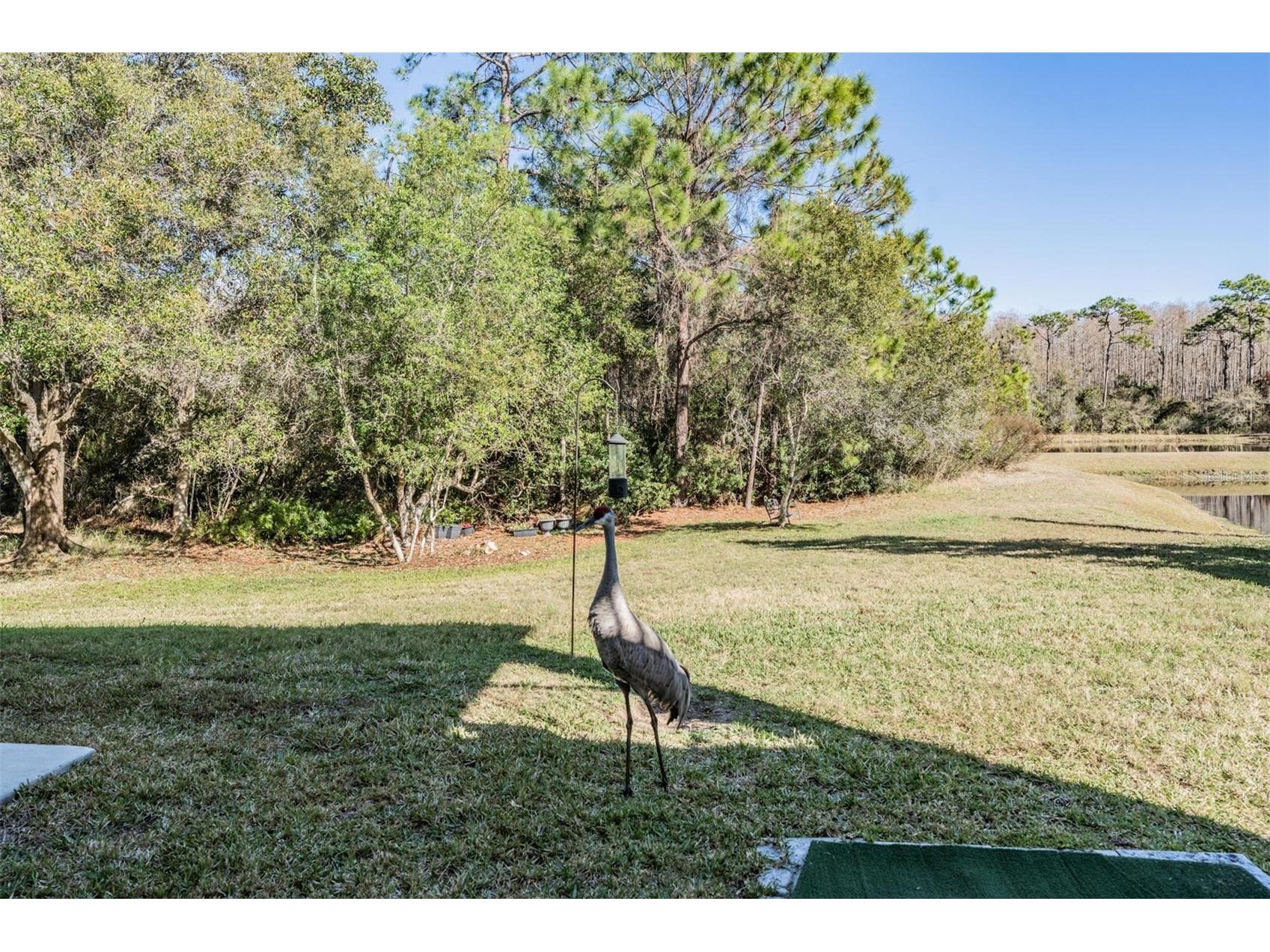 8506 Eagle Brook Drive Land O Lakes FL 34638 TB8469210 image40