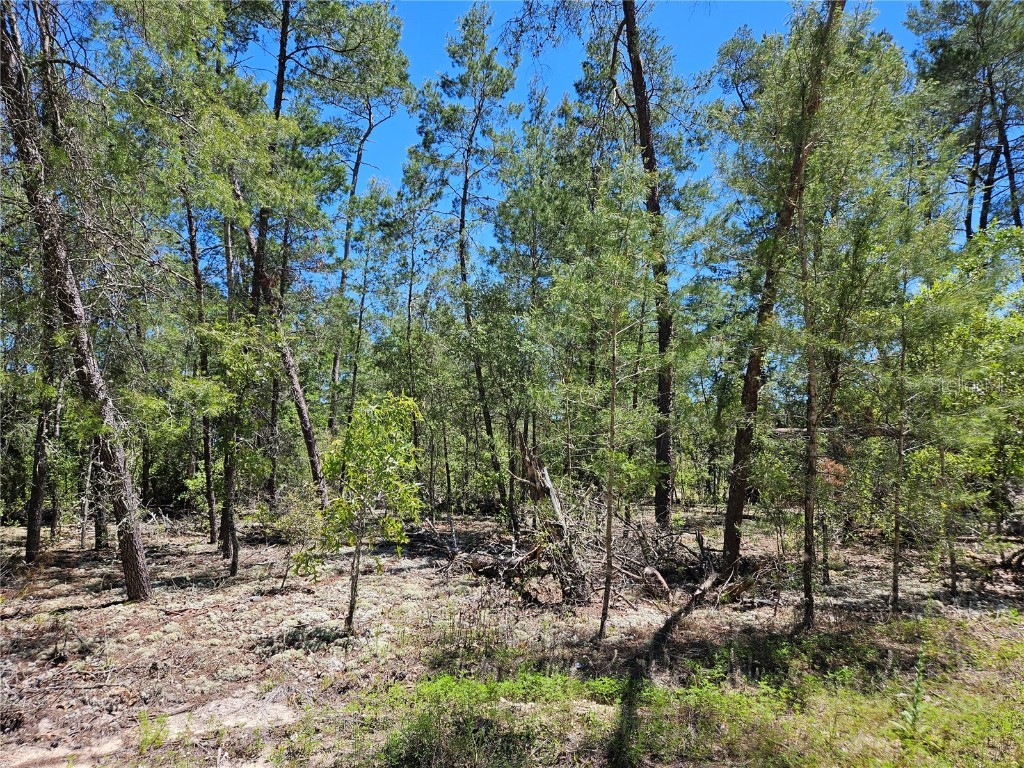 851 SE 145th Court Williston FL 32696 OM676753 image1