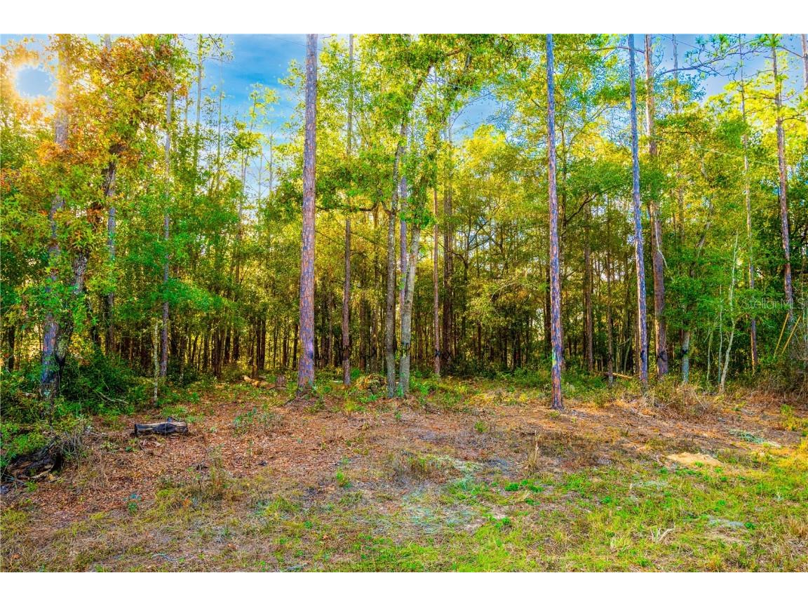 8516 N Empire Avenue Citrus Springs FL 34433 T3419047 image1