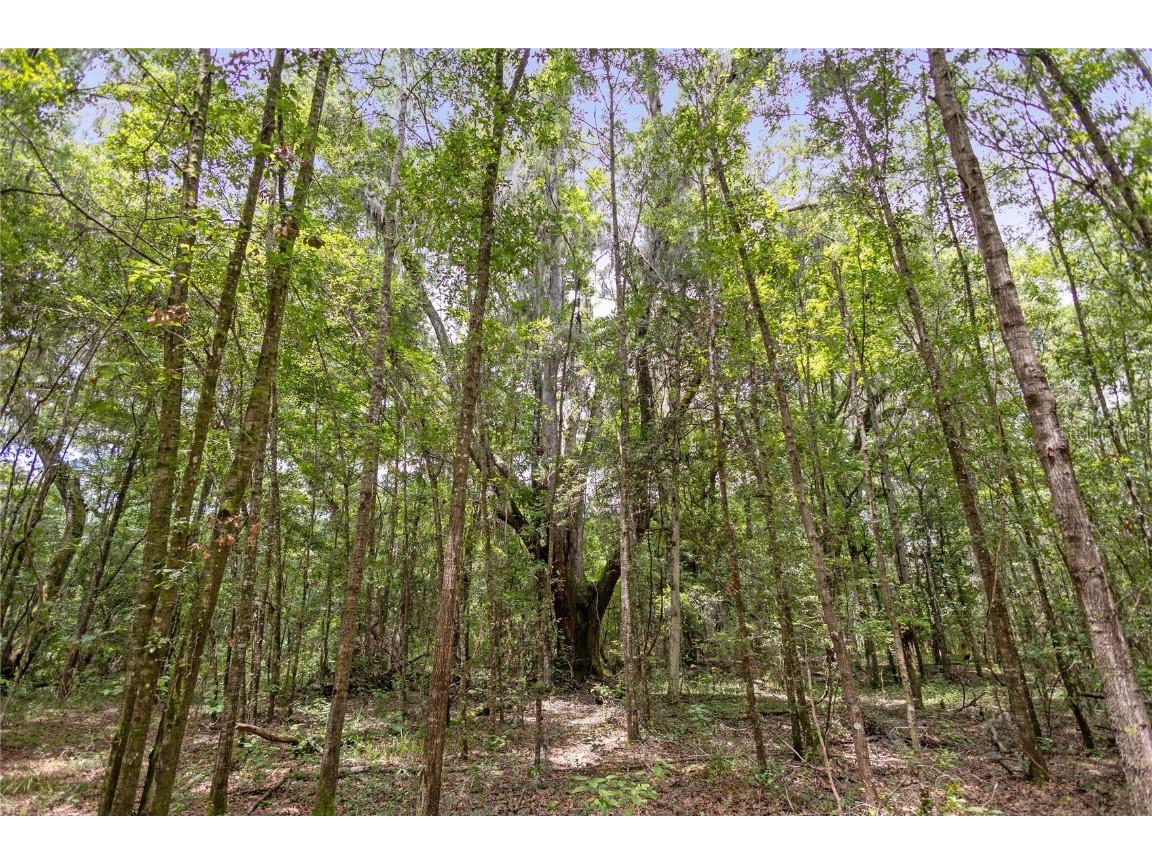 8530 NE 160th Avenue Williston FL 32696 OM705300 image43