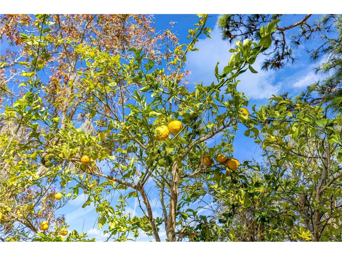 8547 SW 106th Street Ocala FL 34481 OM715346 image33