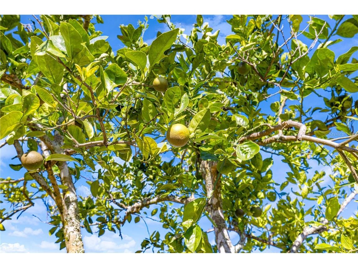 8547 SW 106th Street Ocala FL 34481 OM715346 image36