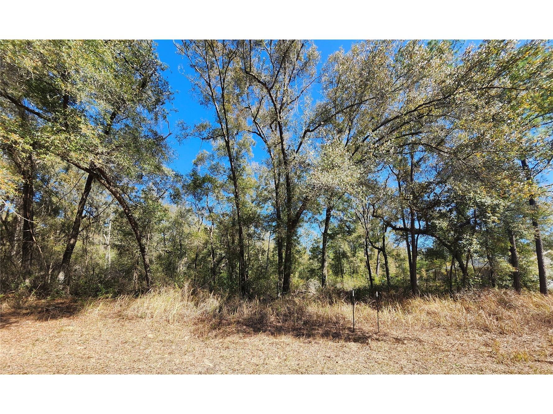 8585 N Alameda Drive Citrus Springs FL 34434 OM718840 image1