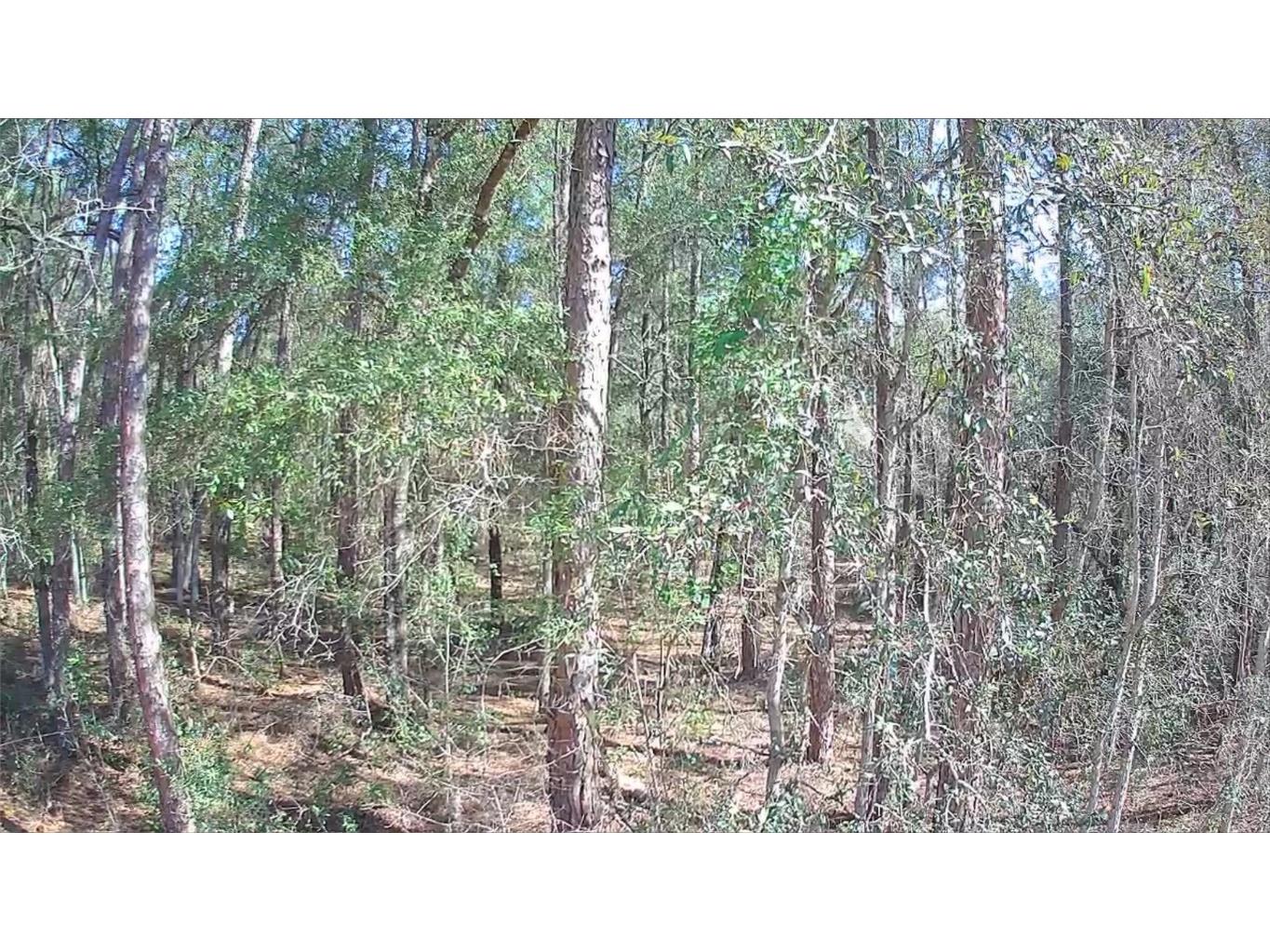 8587 N Stern Way Citrus Springs FL 34434 TB8326823 image1