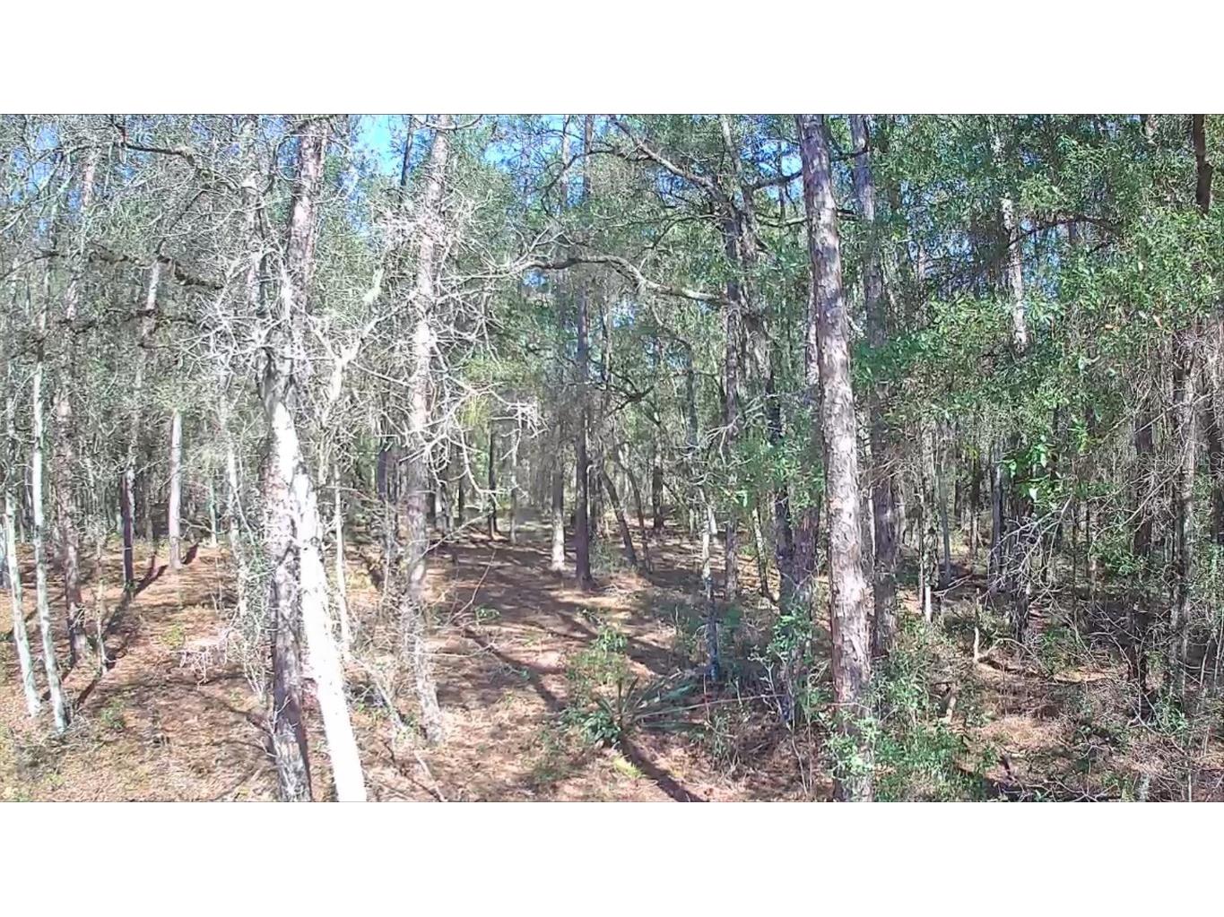 8587 N Stern Way Citrus Springs FL 34434 TB8326823 image3