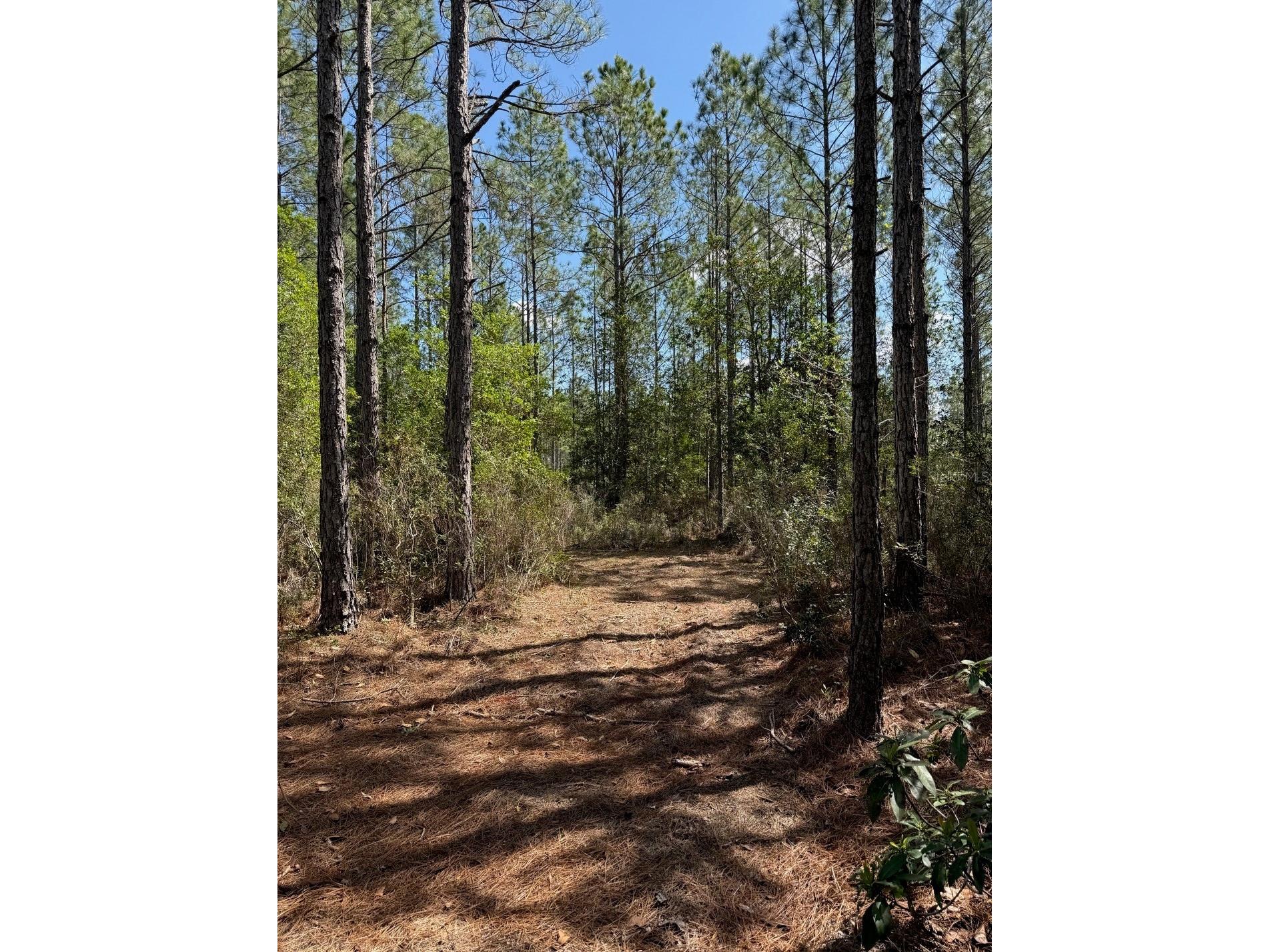 859 Wild Cur Road Pierson FL 32180 TB8510698 image10