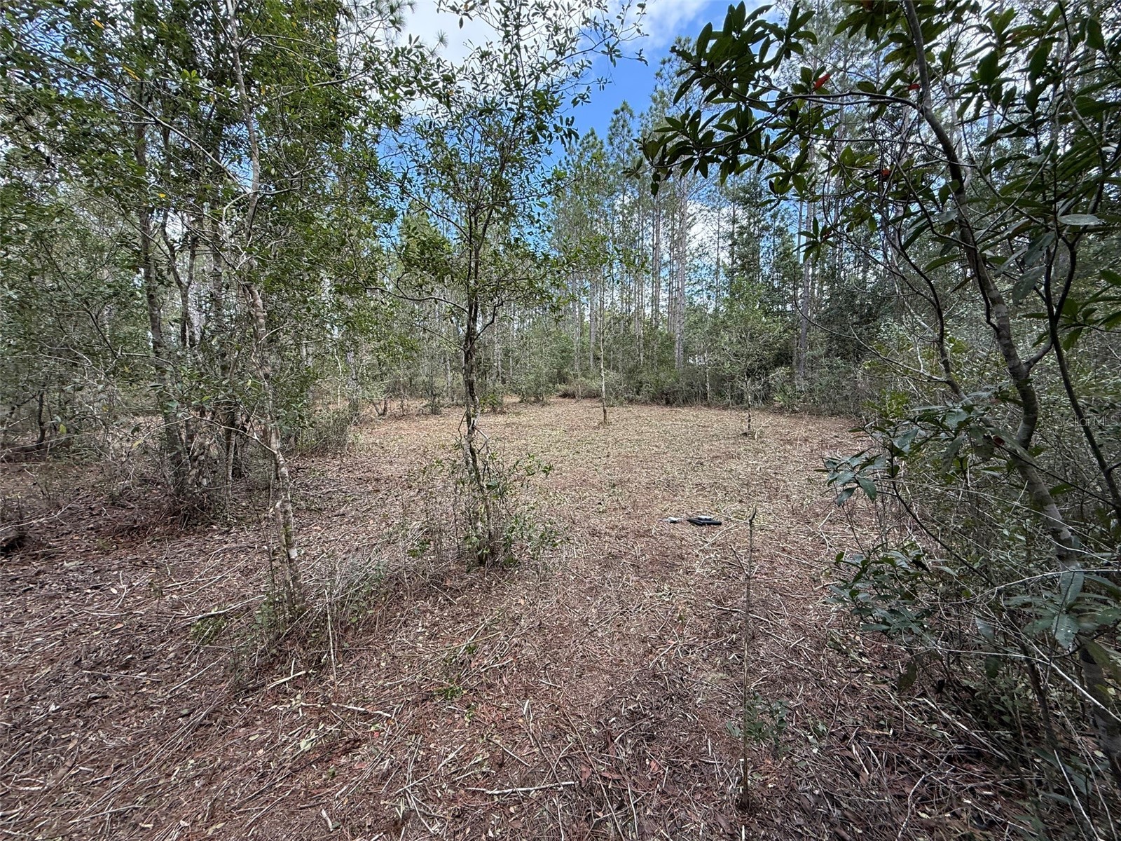 859 Wild Cur Road Pierson FL 32180 TB8510698 image5