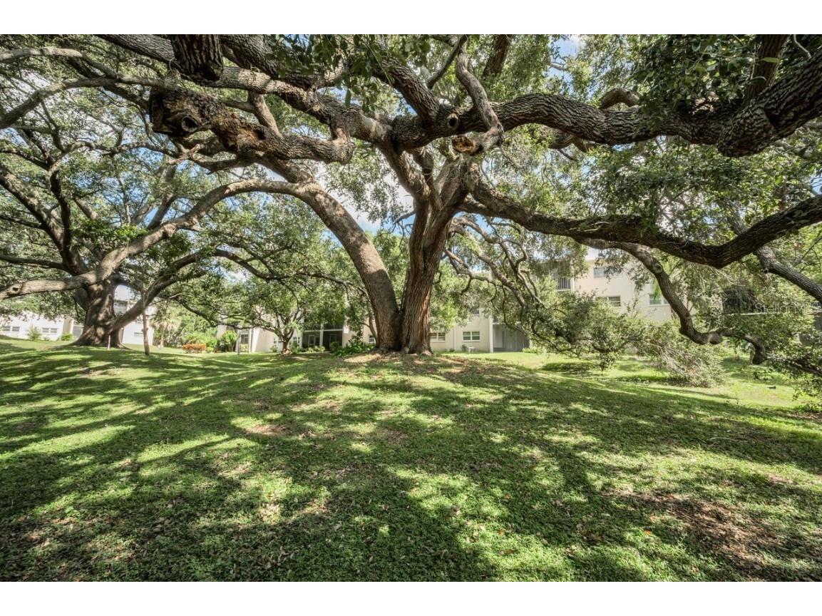 860 Virginia Street #105 Dunedin FL 34698 TB8429360 image25